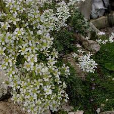 Attēlu rezultāti vaicājumam “Saxifraga granulata leaf”