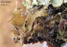 Attēlu rezultāti vaicājumam “Tuckermannopsis chlorophylla”