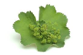 Image result for Alchemilla vulgaris