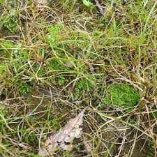 Attēlu rezultāti vaicājumam “Fossombronia foveolata”