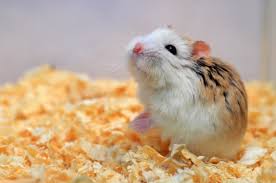 Image result for хомяк