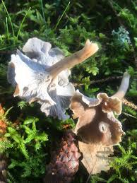 Attēlu rezultāti vaicājumam “Pseudocraterellus”