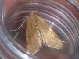 Attēlu rezultāti vaicājumam “Parapoynx stratiotata male”