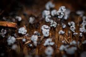 Attēlu rezultāti vaicājumam “Physarum straminipes”