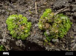 Attēlu rezultāti vaicājumam “Fossombronia wondraczekii”