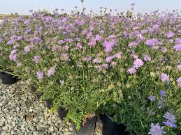 Image result for Scabiosa columbaria
