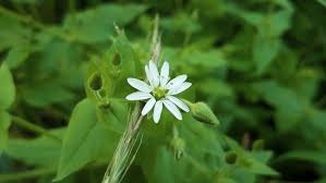 Attēlu rezultāti vaicājumam “Myosoton aquaticum”