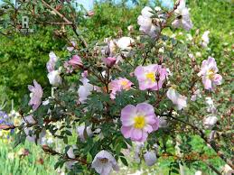 Attēlu rezultāti vaicājumam “Rosa glauca flower”