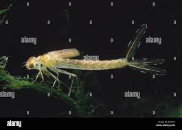 Attēlu rezultāti vaicājumam “Chalcolestes viridis”