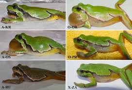 Attēlu rezultāti vaicājumam “Hyla arborea adult”