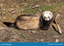 Attēlu rezultāti vaicājumam “Mustela putorius”