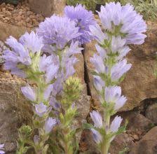 Image result for Campanula moesiaca