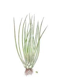 Attēlu rezultāti vaicājumam “Isoetes lacustris leaf”