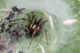 Attēlu rezultāti vaicājumam “Agelena labyrinthica”