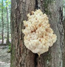 Attēlu rezultāti vaicājumam “Hericium coralloides”