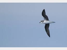 Image result for Pterodroma feae