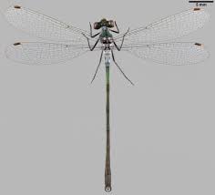 Attēlu rezultāti vaicājumam “Lestes sponsa”