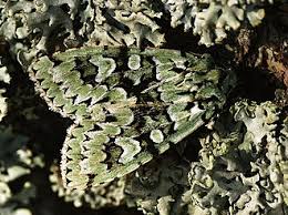 Attēlu rezultāti vaicājumam “Griposia aprilina”