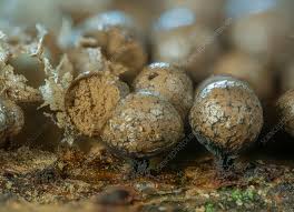 Attēlu rezultāti vaicājumam “Cribraria argillacea”