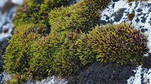 Attēlu rezultāti vaicājumam “Schistidium dupretii”