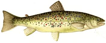 Image result for Salmo trutta trutta
