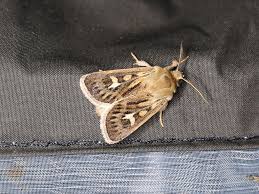 Attēlu rezultāti vaicājumam “Cerapteryx graminis”