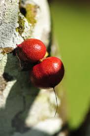 Attēlu rezultāti vaicājumam “Carex capillaris fruit”