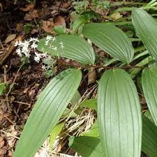 Attēlu rezultāti vaicājumam “Maianthemum bifolium leaf”