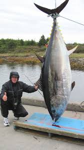 Image result for giant tuna