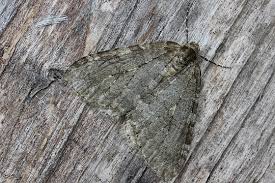 Attēlu rezultāti vaicājumam “Epirrita sp.”