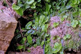 Attēlu rezultāti vaicājumam “Conocephalum”