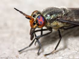 Attēlu rezultāti vaicājumam “Chrysops”