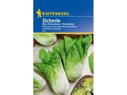 Image result for Zichorie