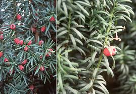 Attēlu rezultāti vaicājumam “Taxus baccata fruit”