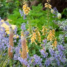 Image result for Digitalis grandiflora