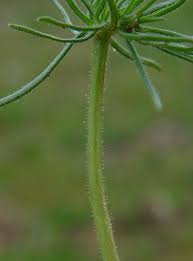 Attēlu rezultāti vaicājumam “Spergula arvensis”