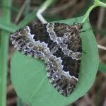 Attēlu rezultāti vaicājumam “Electrophaes corylata”