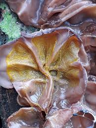 Attēlu rezultāti vaicājumam “Enerthenema papillatum stalked”