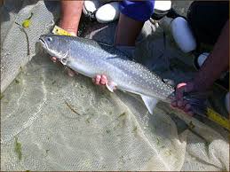 Image result for Salvelinus confluentus