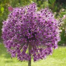 Attēlu rezultāti vaicājumam “Allium holandicum leaf”