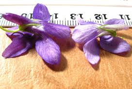 Attēlu rezultāti vaicājumam “Viola riviniana fruit”