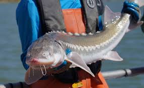 Image result for Acipenser transmontanus