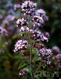 Attēlu rezultāti vaicājumam “Origanum vulgare bud”