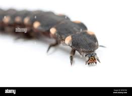 Attēlu rezultāti vaicājumam “Lampyris noctiluca”