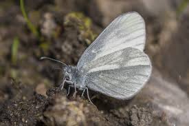 Attēlu rezultāti vaicājumam “Leptidea sinapis”