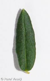 Attēlu rezultāti vaicājumam “Oxycoccus leaf”