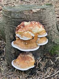 Attēlu rezultāti vaicājumam “Daedalea quercina”