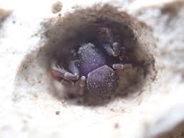 Attēlu rezultāti vaicājumam “Xysticus bifasciatus female”