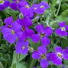 Image result for Aubrieta hybrida (cultorum)