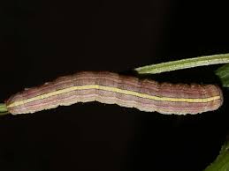 Attēlu rezultāti vaicājumam “Orthosia sp. larva”